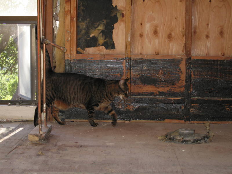 Where's my shower? Mr. Mocha is very...