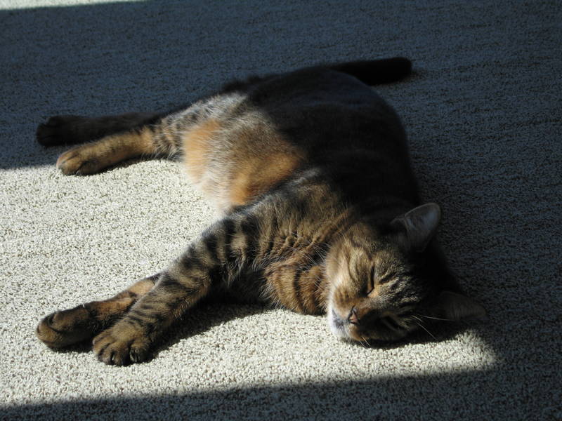 Espresso tests out the new carpet and a...